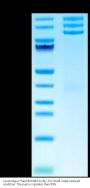Cynomolgus Integrin alpha V beta 3 (ITGAV&ITGB3) Heterodimer Protein (ITG-CM1V3)