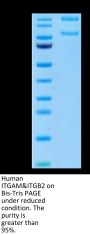 Human Integrin alpha M beta 2 (ITGAM&ITGB2) Heterodimer Protein (ITG-HM1MB)