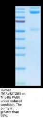 Human Integrin alpha V beta 3 (ITGAV&ITGB3) Heterodimer Protein (ITG-HM2V3)