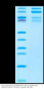 Biotinylated Human Integrin alpha 4 beta 7 (ITGA4&ITGB7) Heterodimer Protein (ITG-HM447B)