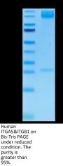 Human Integrin alpha 5 beta 1 (ITGA5&ITGB1) Heterodimer Protein (ITG-HM451)