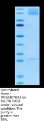 Biotinylated Human Integrin alpha 5 beta 1 (ITGA5&ITGB1) Heterodimer Protein (ITG-HM451B)
