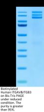 Biotinylated Human Integrin alpha V beta 3 (ITGAV&ITGB3) Heterodimer Protein (ITG-HM4V3B)