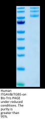 Human Integrin alpha V beta 5 (ITGAV&ITGB5) Heterodimer Protein (ITG-HM4V5)