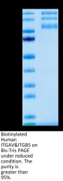 Biotinylated Human Integrin alpha V beta 5 (ITGAV&ITGB5) Heterodimer Protein (ITG-HM4V5B)