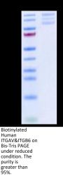Biotinylated Human Integrin alpha V beta 6 (ITGAV&ITGB6) Heterodimer Protein (ITG-HM4V6B)