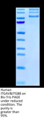 Human Integrin alpha V beta 8 (ITGAV&ITGB8) Heterodimer Protein (ITG-HM4V8)