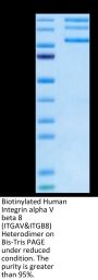 Biotinylated Human Integrin alpha V beta 8 (ITGAV&ITGB8) Heterodimer Protein (ITG-HM4V8B)