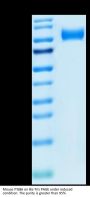Mouse ITGB6 Protein (ITG-MM1B6)