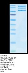 Mouse Integrin alpha V beta 3 (ITGAV&ITGB3) Heterodimer Protein (ITG-MM1V3)