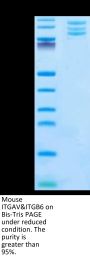 Mouse Integrin alpha V beta 6 (ITGAV&ITGB6) Heterodimer Protein (ITG-MM1V6)