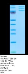 Mouse Integrin alpha V beta 8 (ITGAV&ITGB8) Heterodimer Protein (ITG-MM1V8)