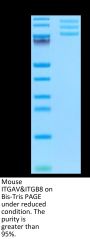 Mouse Integrin alpha V beta 8 (ITGAV&ITGB8) Heterodimer Protein (ITG-MM1V8)