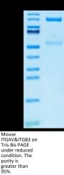 Mouse Integrin alpha V beta 3 (ITGAV&ITGB3) Heterodimer Protein (ITG-MM2V3)