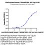 Biotinylated Mouse Integrin alpha V beta 3 (ITGAV&ITGB3) Heterodimer Protein (ITG-MM4V3B)