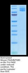Biotinylated Mouse Integrin alpha V beta 3 (ITGAV&ITGB3) Heterodimer Protein (ITG-MM4V3B)