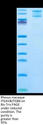 Rhesus macaque Integrin alpha V beta 6 (ITGAV&ITGB6) Heterodimer Protein (ITG-RM1V6)