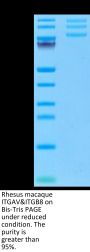 Rhesus macaque Integrin alpha V beta 8 (ITGAV&ITGB8) Heterodimer Protein (ITG-RM1V8)