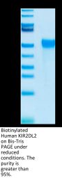 Biotinylated Human KIR2DL2 Protein (KIR-HM4L2B)