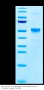 Mouse KLRG1 Protein (KLR-MM2G1)
