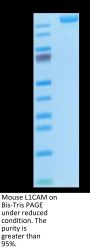 Mouse L1CAM Protein (LAM-MM101)