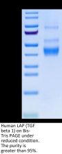 Human LAP (TGF beta 1) Protein (LAP-HM4B1)