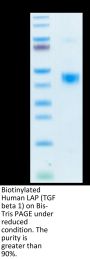 Biotinylated Human LAP (TGF beta 1) Protein (LAP-HM4B1B)