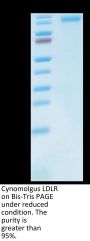 Cynomolgus LDLR Protein (LDL-CM101)