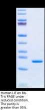 Human LIF Protein (LIF-HE001)