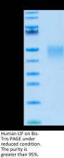 Human LIF Protein (LIF-HM001)