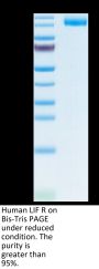 Human LIF R/CD118 Protein (LIF-HM10R)
