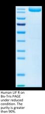 Human LIF R/CD118 Protein (LIF-HM20R)