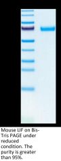 Mouse LIF Protein (LIF-MM201)