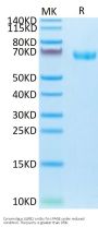 Cynomolgus LILRB2/CD85d/ILT4 Protein (LIL-CM1B2)