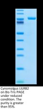 Cynomolgus LILRB2/CD85d/ILT4 Protein (LIL-CM2B2)