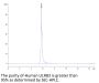 Human LILRB2/CD85d/ILT4 Protein, Ultra Low Endotoxin (LIL-HM2B2-UL)