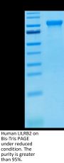 Human LILRB2/CD85d/ILT4 Protein (LIL-HM2B2)