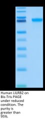 Human LILRB2/CD85d/ILT4 Protein (LIL-HM4B2)