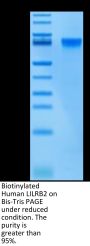 Biotinylated Human LILRB2/CD85d/ILT4 Protein (LIL-HM4B2B)
