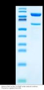Mouse LOXL2 Protein (LOX-MM102)