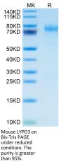 Mouse LYPD3 Protein (LPD-MM103)