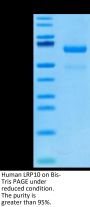 Human LRP10 Protein (LRP-HM110)