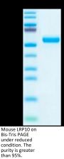 Mouse LRP10 Protein (LRP-MM110)