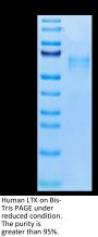 Human LTK Protein (LTK-HM101)