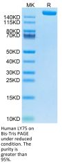 Human LY75/CD205 Protein (LY7-HM105)