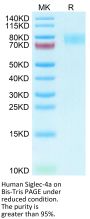 Human Siglec-4a/MAG Protein (MAG-HM101)