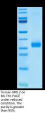 Human MBL2/Mannan Binding Lectin Protein (MBL-HM102)