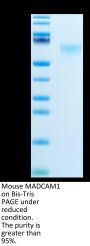 Mouse MADCAM1 Protein, Ultra Low Endotoxin (MCM-MM101-UL)