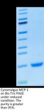 Cynomolgus MCP-1/CCL2 Protein (MCP-CM101)
