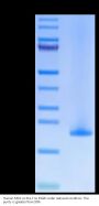 Human MD2 Protein (MD2-HE102)